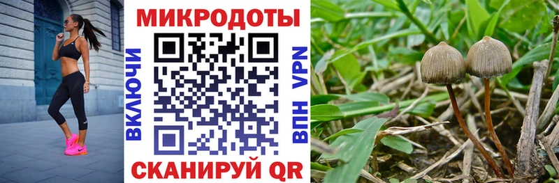 Псилоцибиновые грибы GOLDEN TEACHER  Цоци-Юрт 